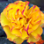 Żółto - czerwony  - Róże rabatowe floribunda - Jelroganor